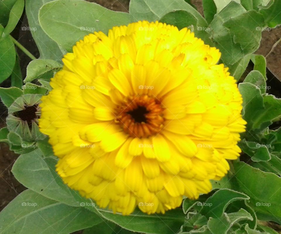 yellow coloured flower with green green leaves