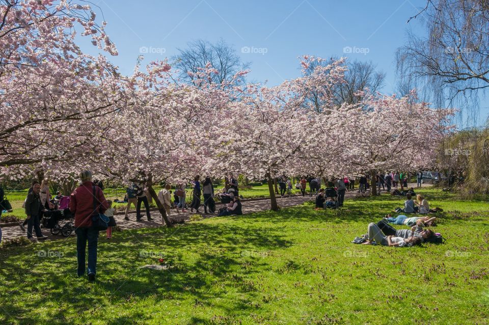 Pink park