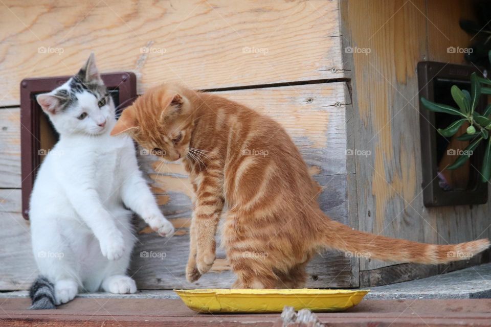 Kittens playing together