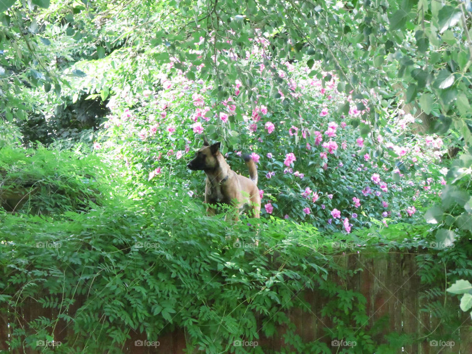 A German shepherd stands among pink flowers