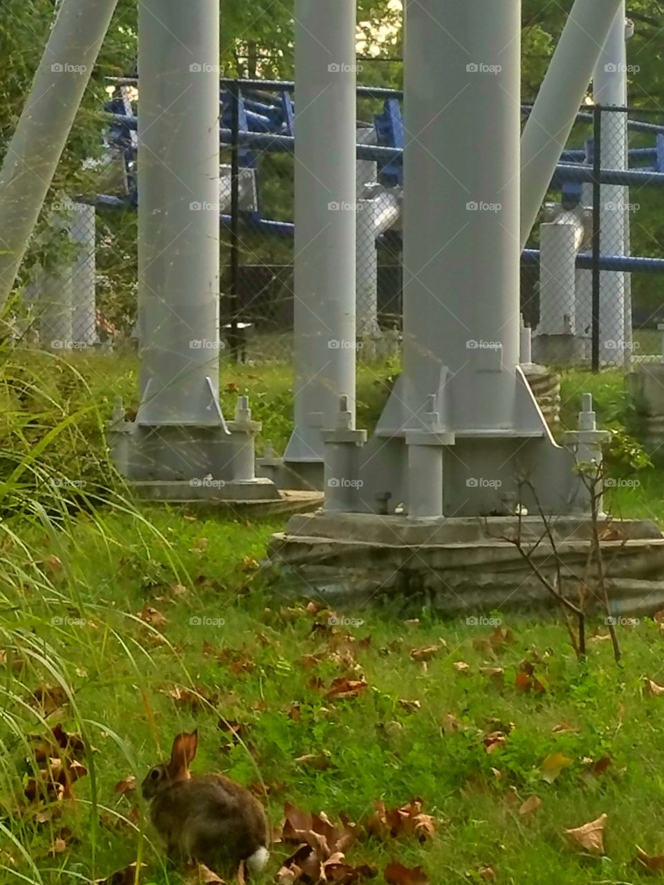 bunny chilling by the Sky Rocket