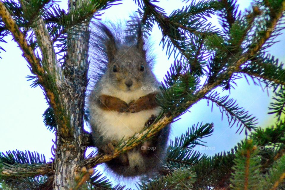 Squirrel praying for Food 