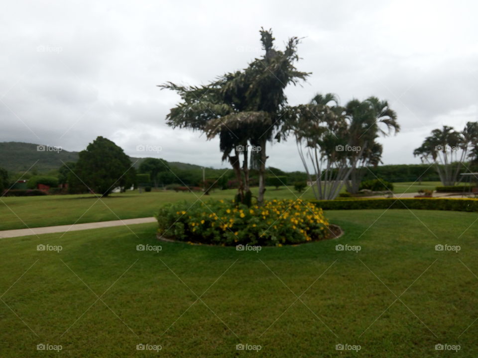 Tree, Golf, No Person, Landscape, Daylight
