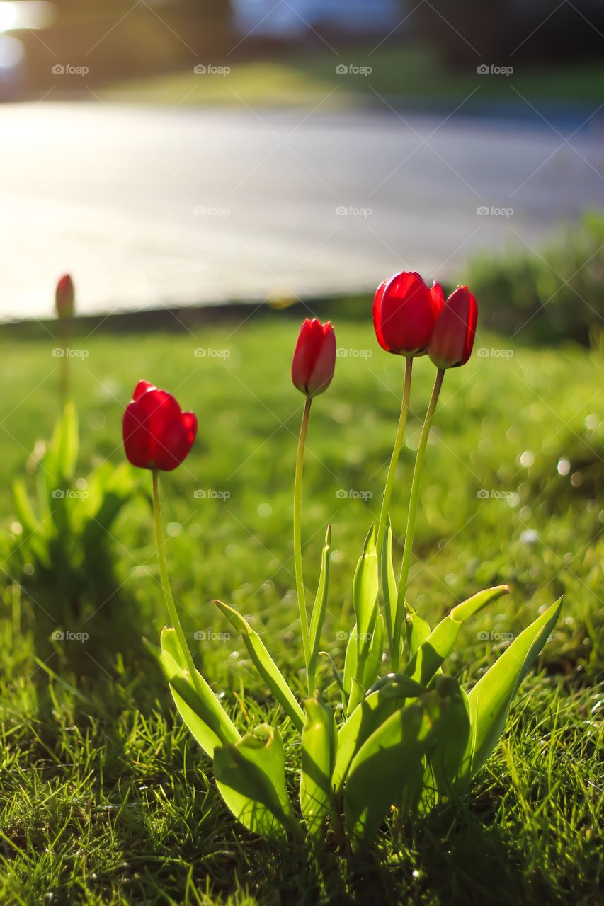 Tulip flowers blooming in field