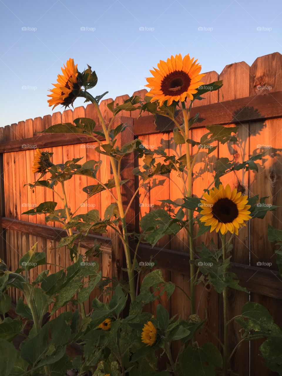 Morning Sunflowers
