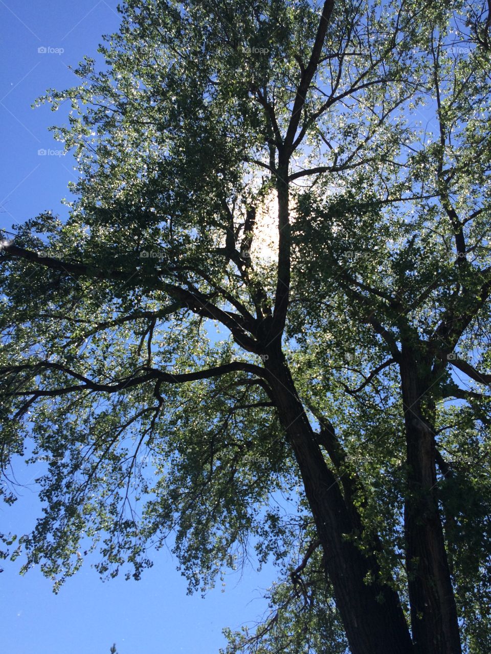 Sunny tree