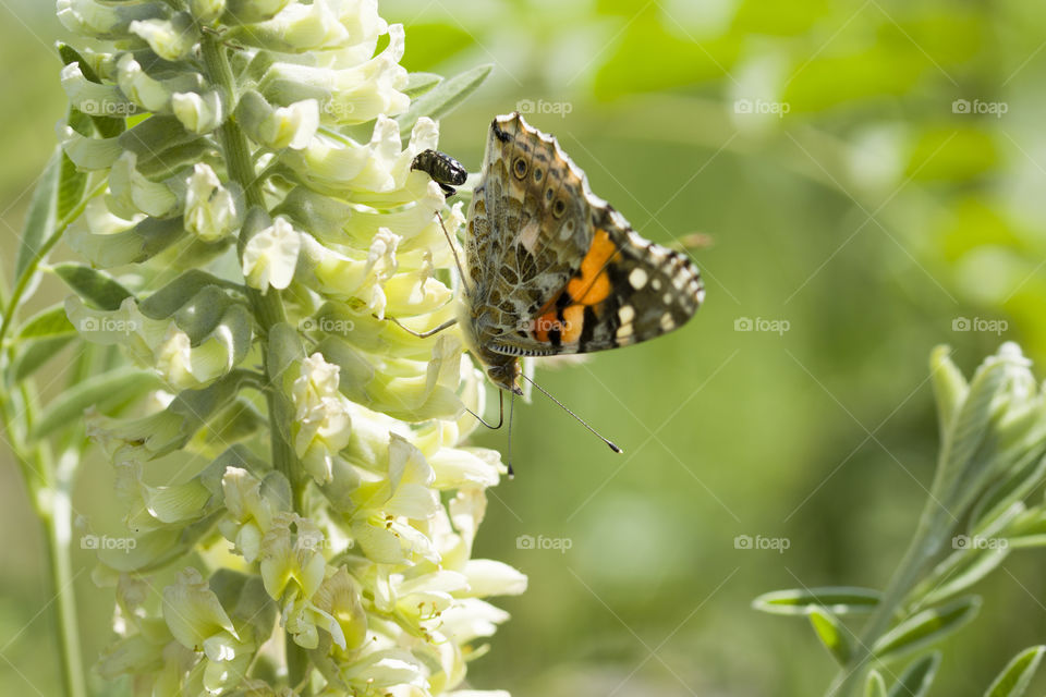 close up view of bright butterfly on green grass