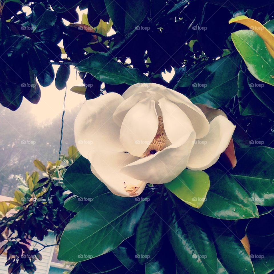 Big White Flower