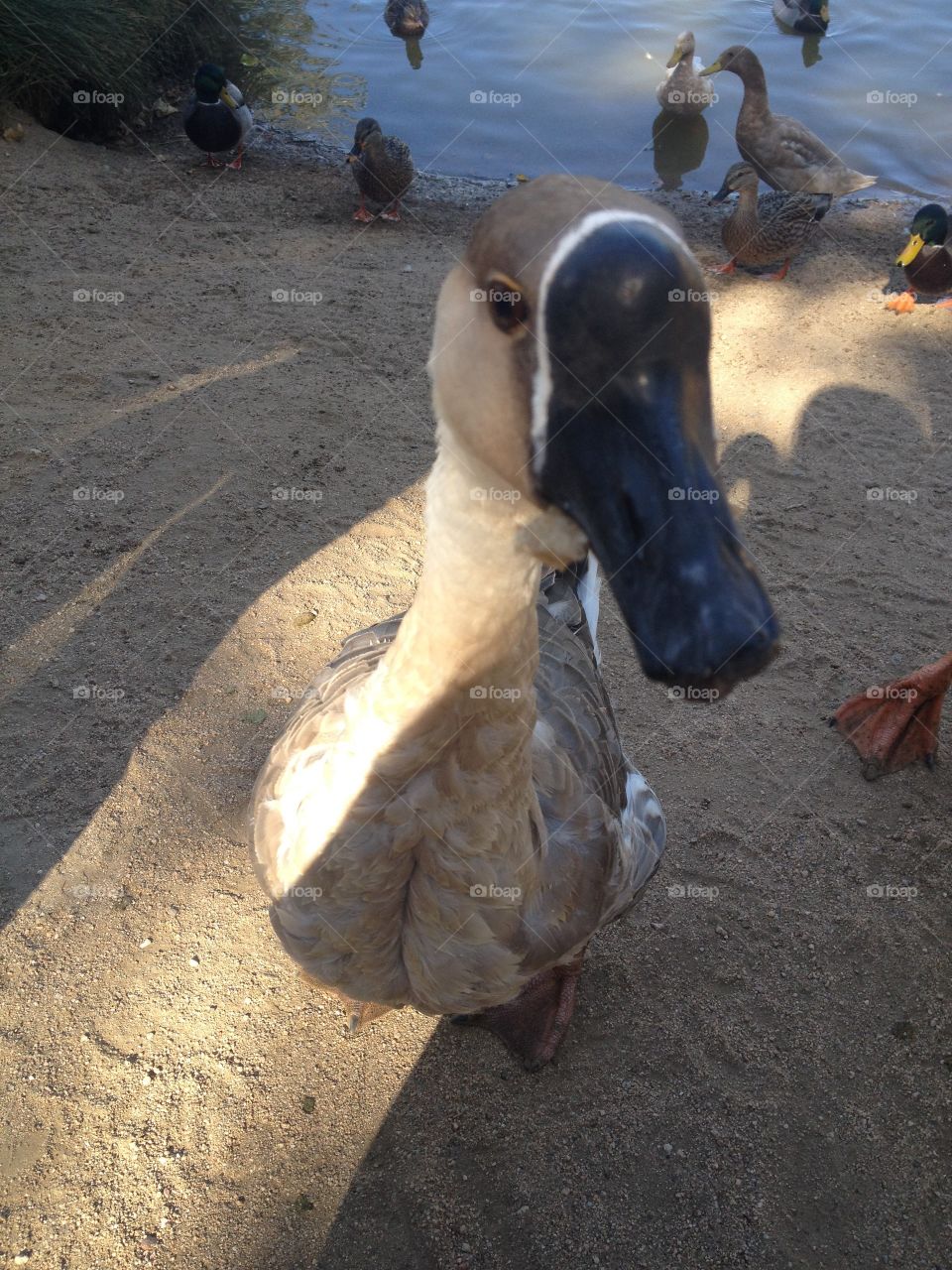 Goose 