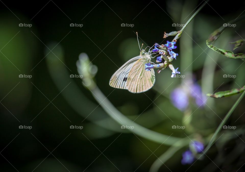 Butterfly on lavender blossom 