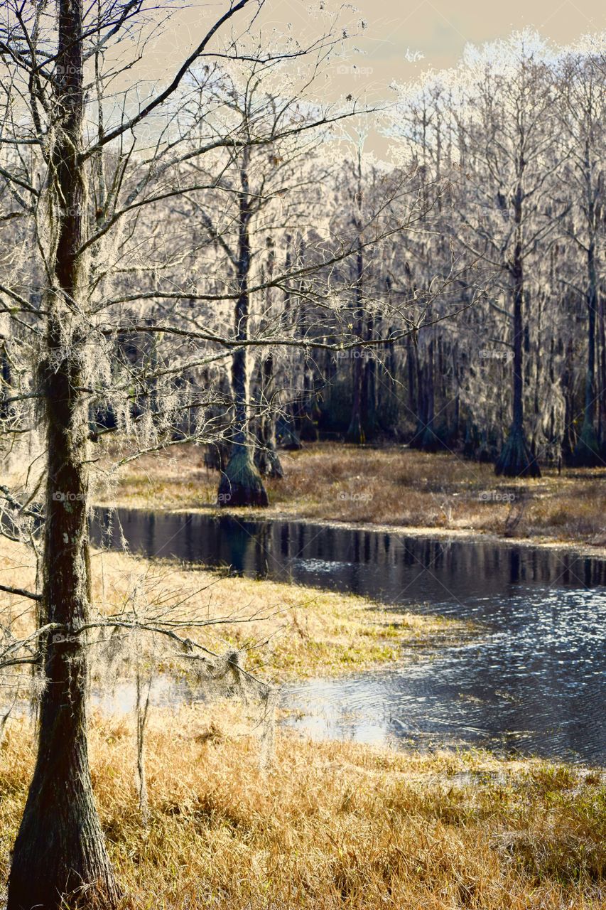Florida Swamp Midday
