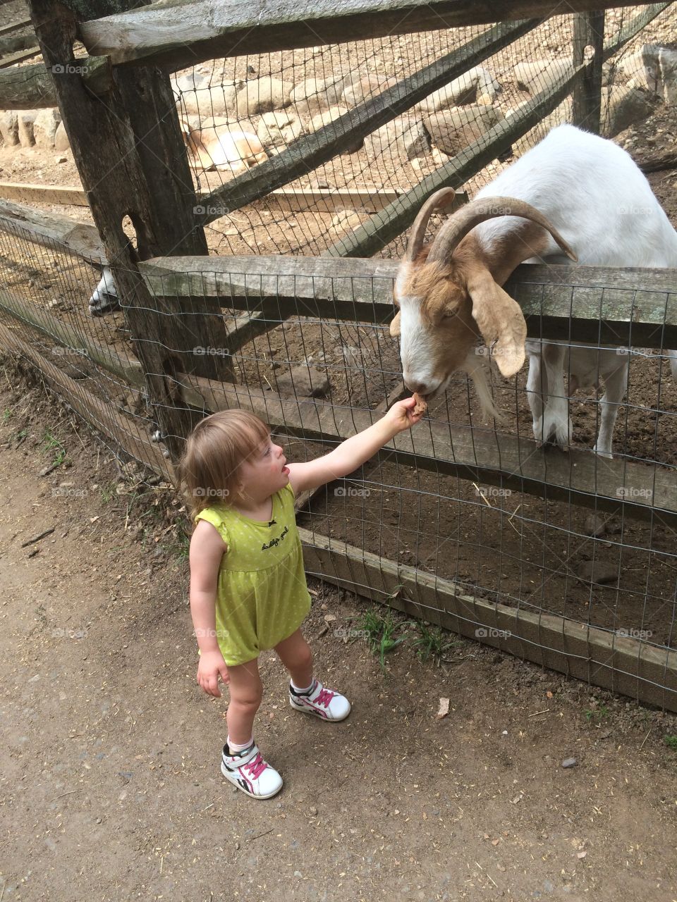 Down syndrome, farm, goat