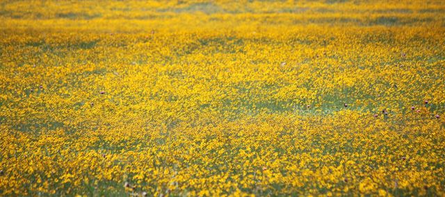A canolA field in northern Oklahoma 