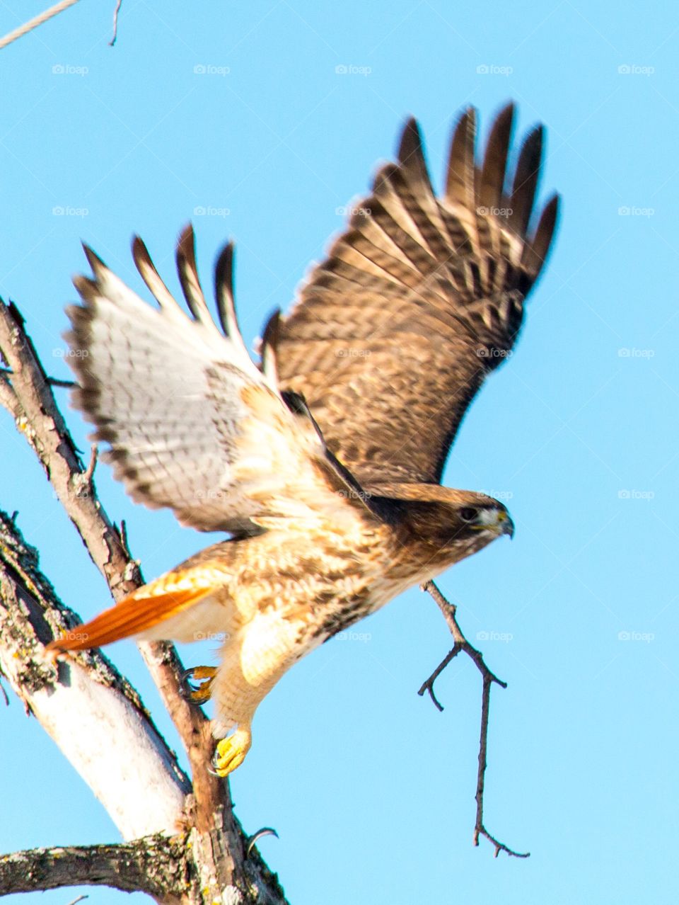 Red Tail Hawk