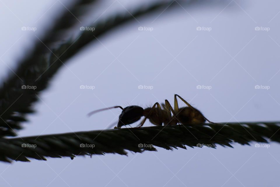 Ant silhouette feeding