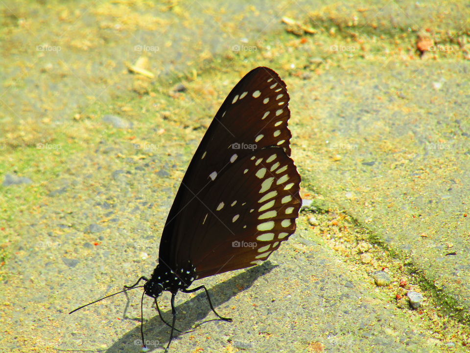 Beautiful butterfly Euploea core, the common crow is a common butterfly .Common Indian crow, and in Australia as the Australian crow.It belongs to the crows and tigers subfamily Danainae.