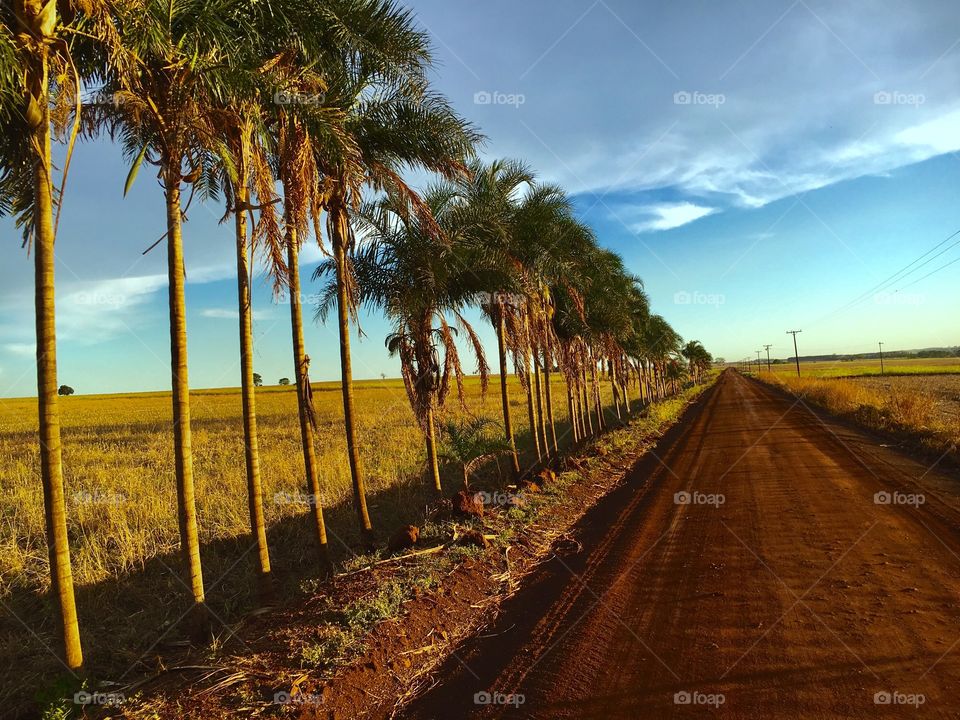 coconut trees on a dirt road