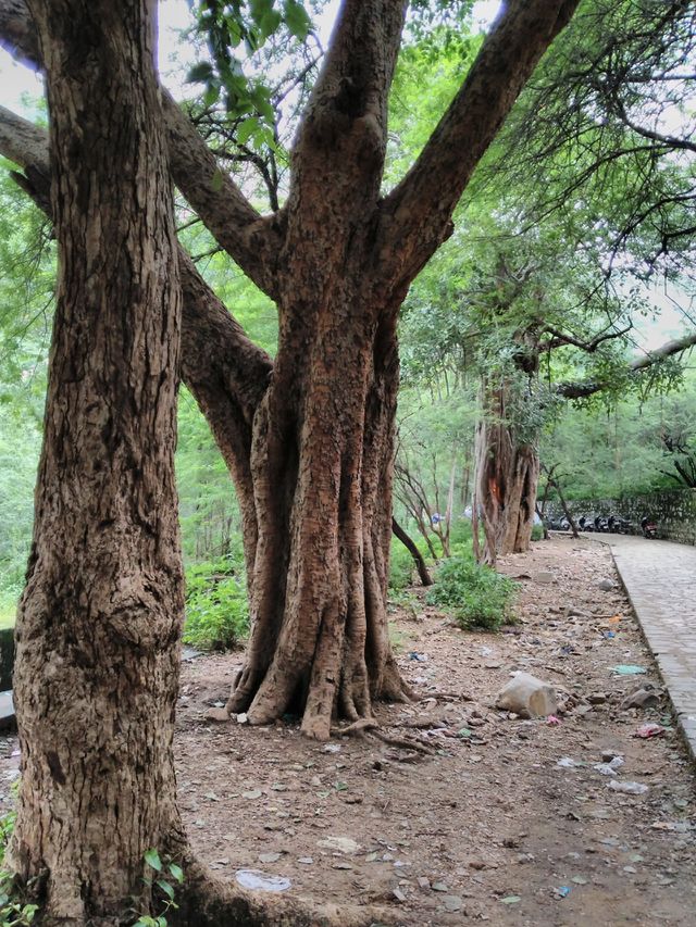 tree in wilderness