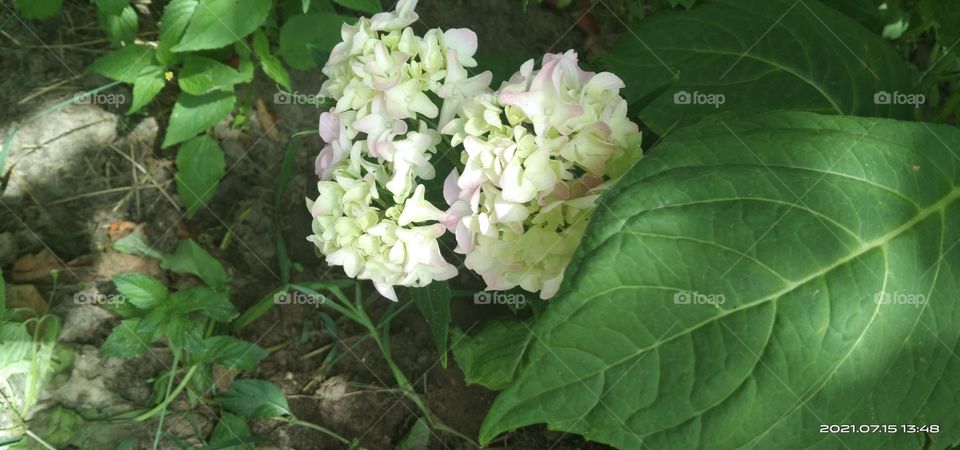 весенняя красота