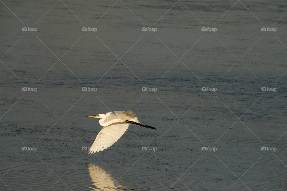 White Egret using gravity