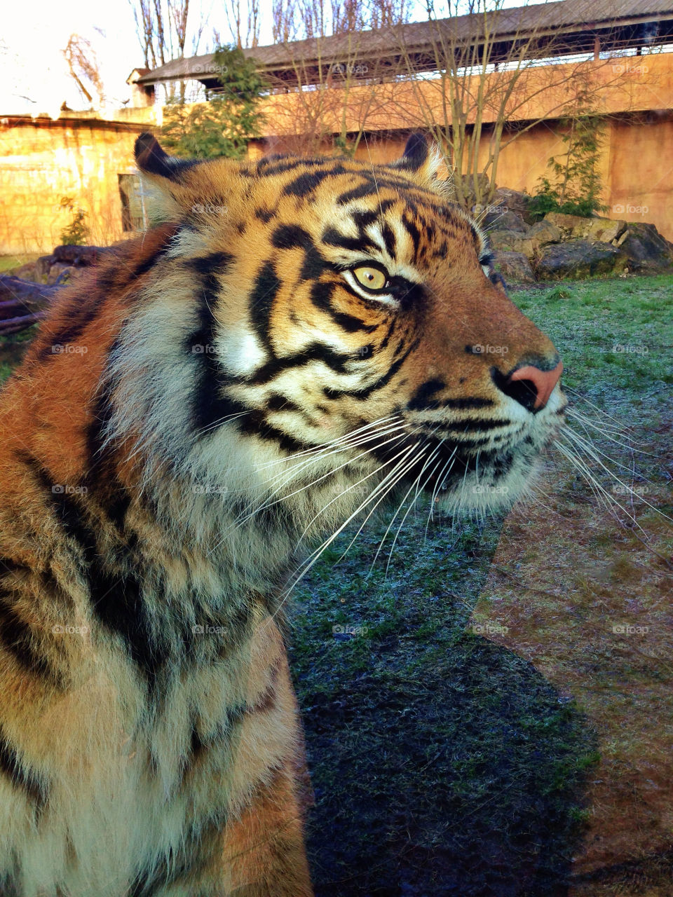Tiger at the zoo