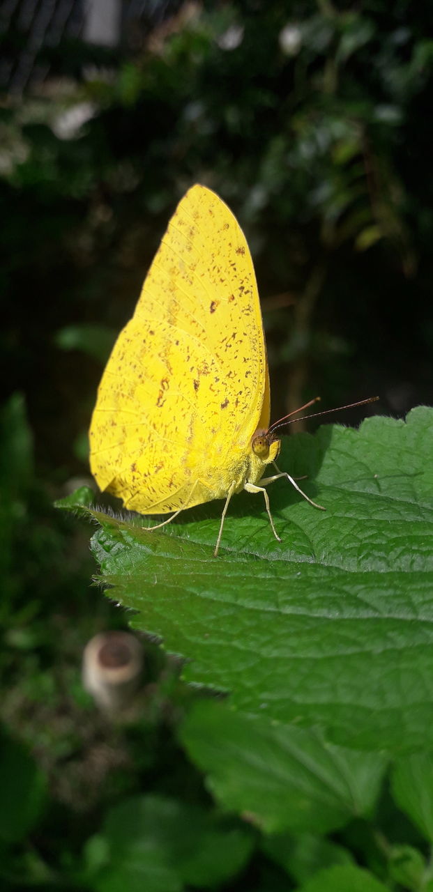 butterfly