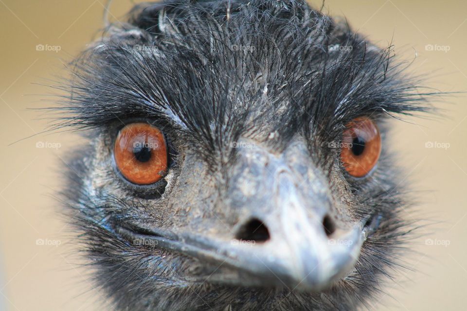 Emu stare