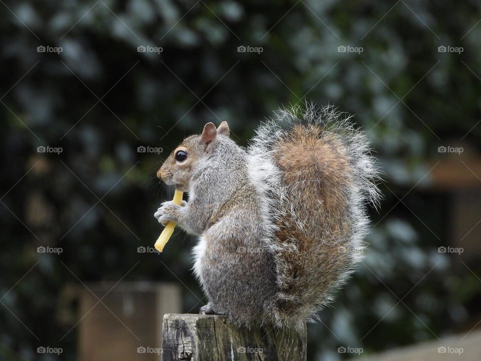 A squirrel on a fence 