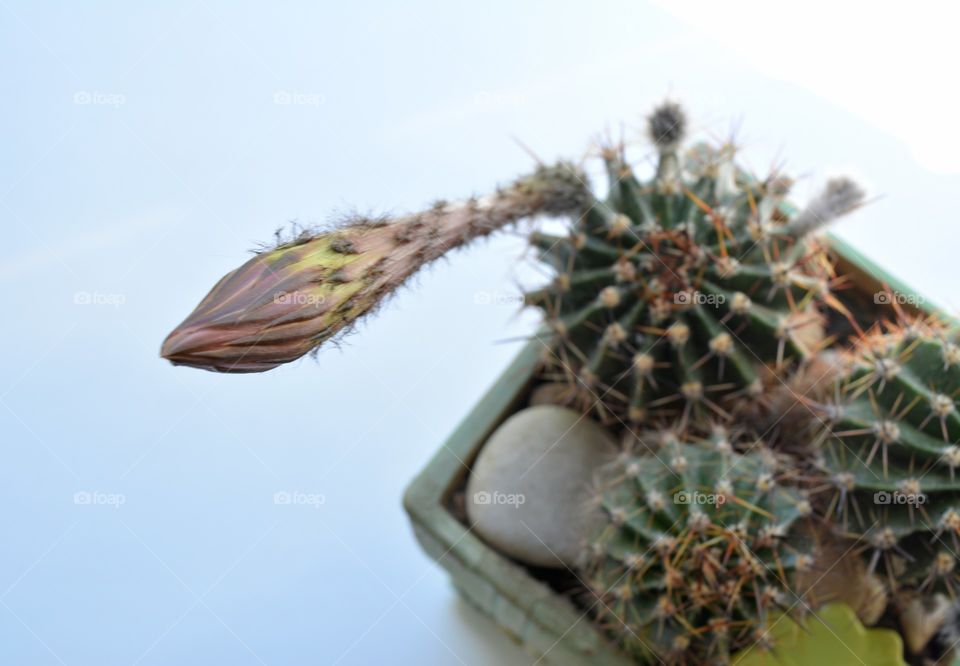 cactus flower bud beautiful blooming on a window house plant