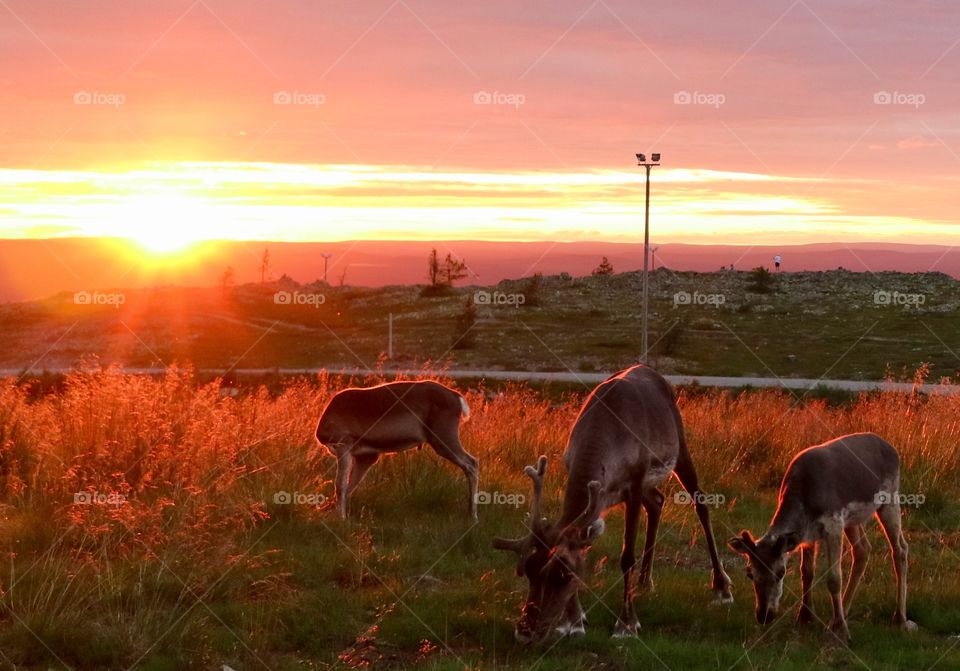 Reindeer on the mountain