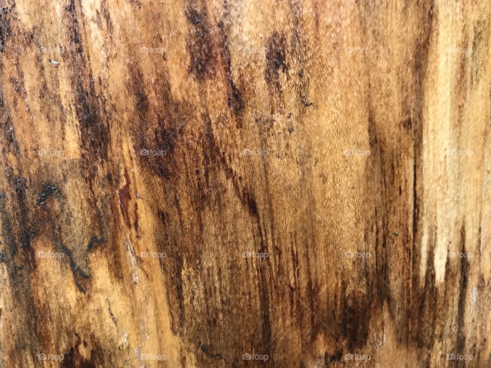 Wood in the raw