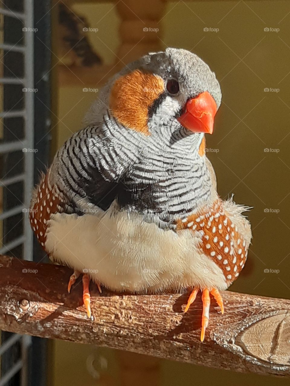 Zebrafinch enjoys the sun