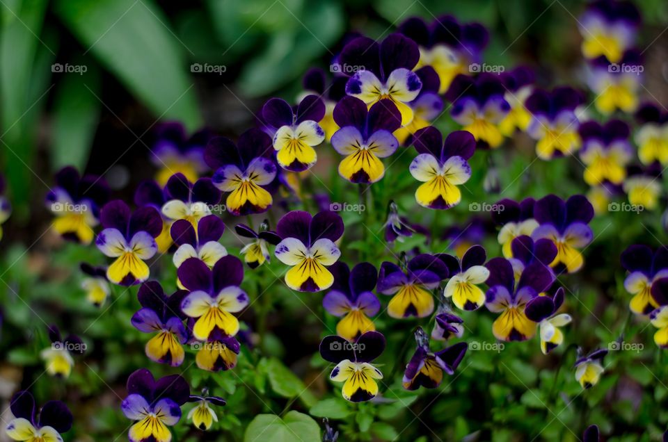 Close-up of blooming flowers