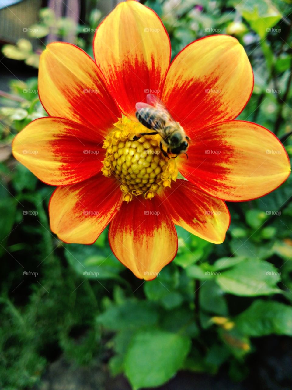 Beautiful bee pollinating.