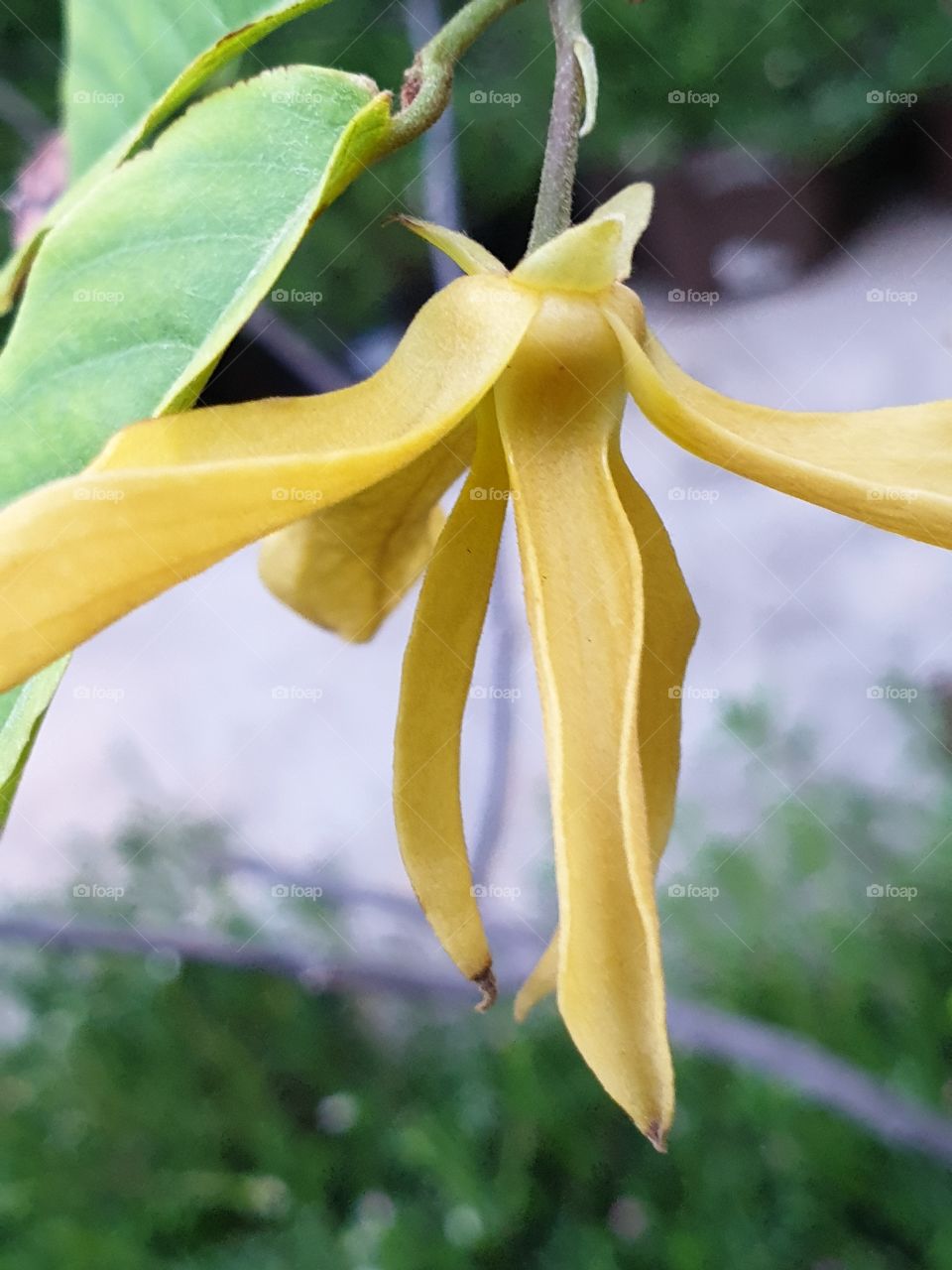 the beautiful flowers