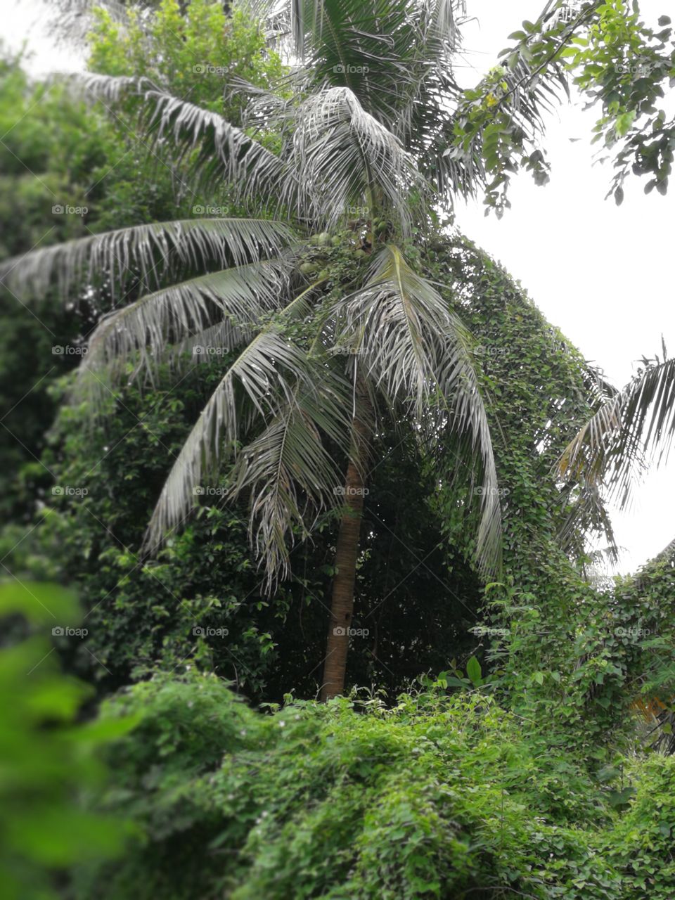 Nature, Tree, Tropical, No Person, Leaf