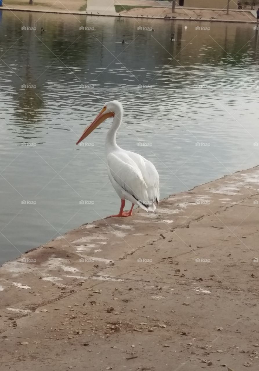 Bird at Cesar Chavez Park
