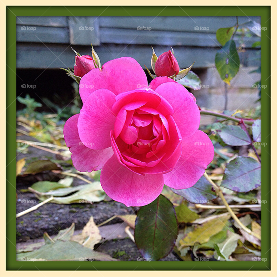 pink flower leaves bud by all_things_art