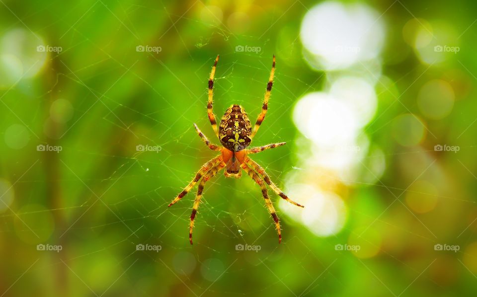 spider