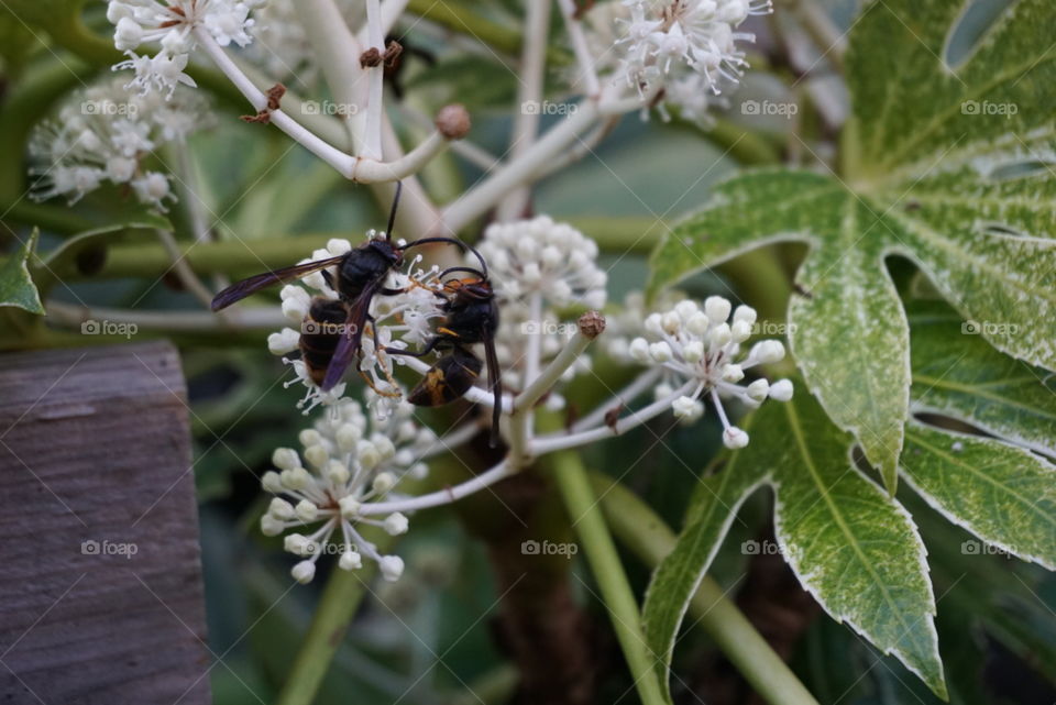 Nature#flower#hornets#leaves#insect