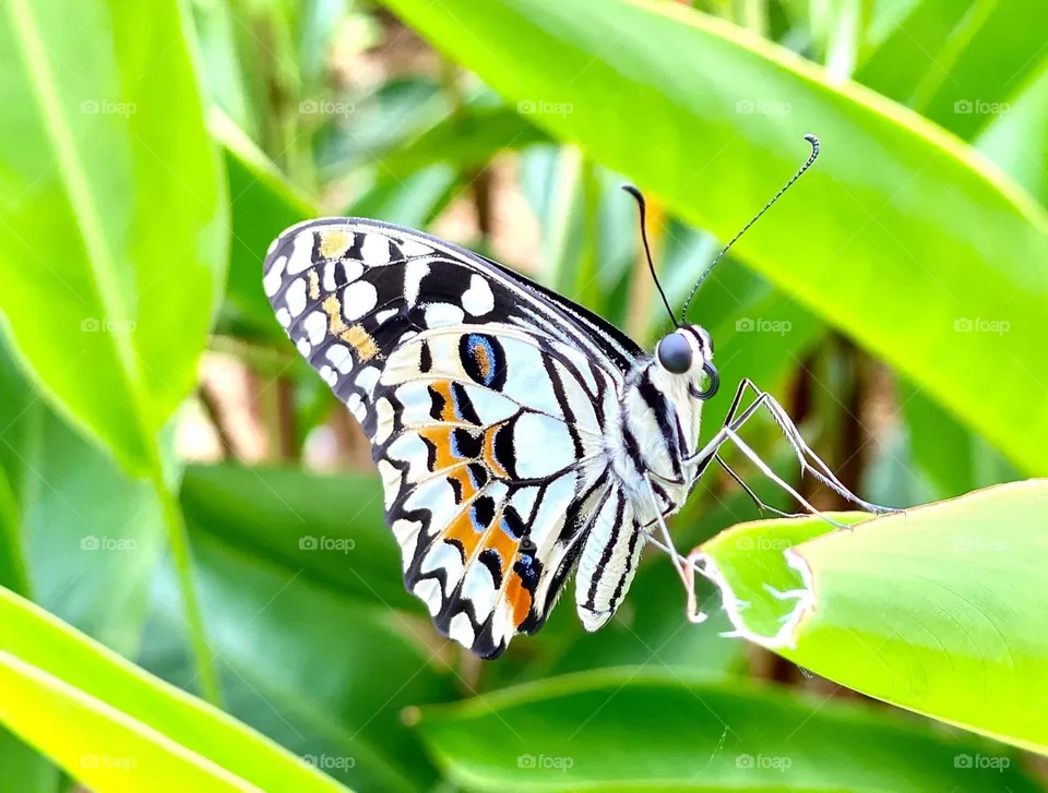 Beauty 