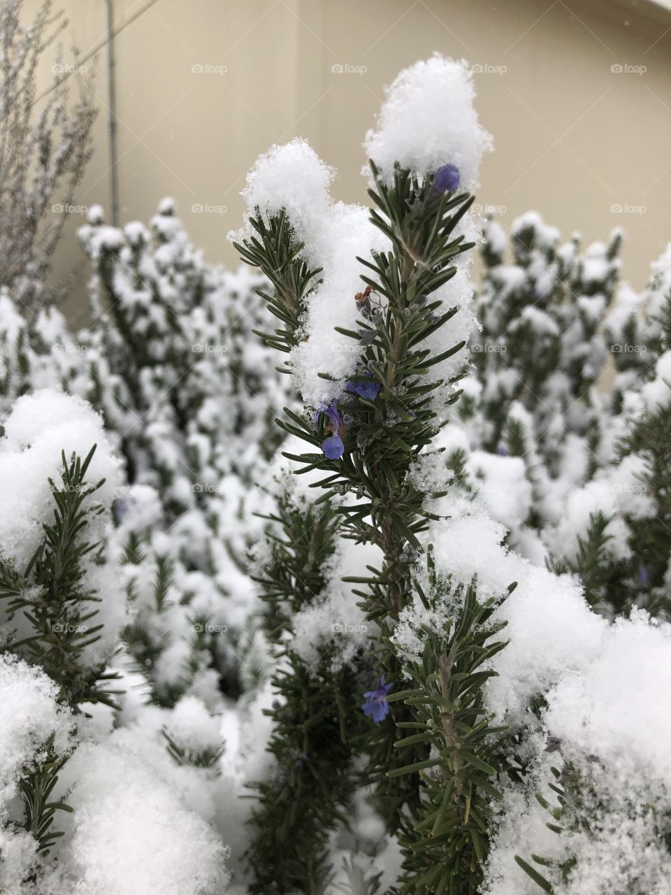 Rosemary in Winter