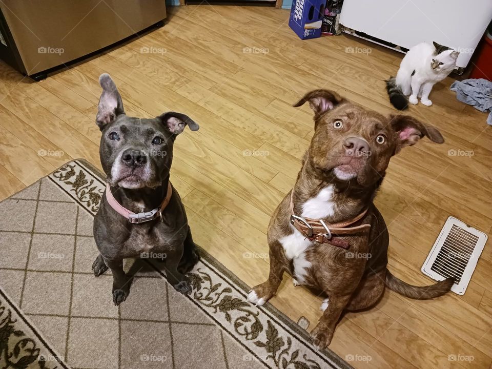 CoCo and Star sitting nice for string cheese