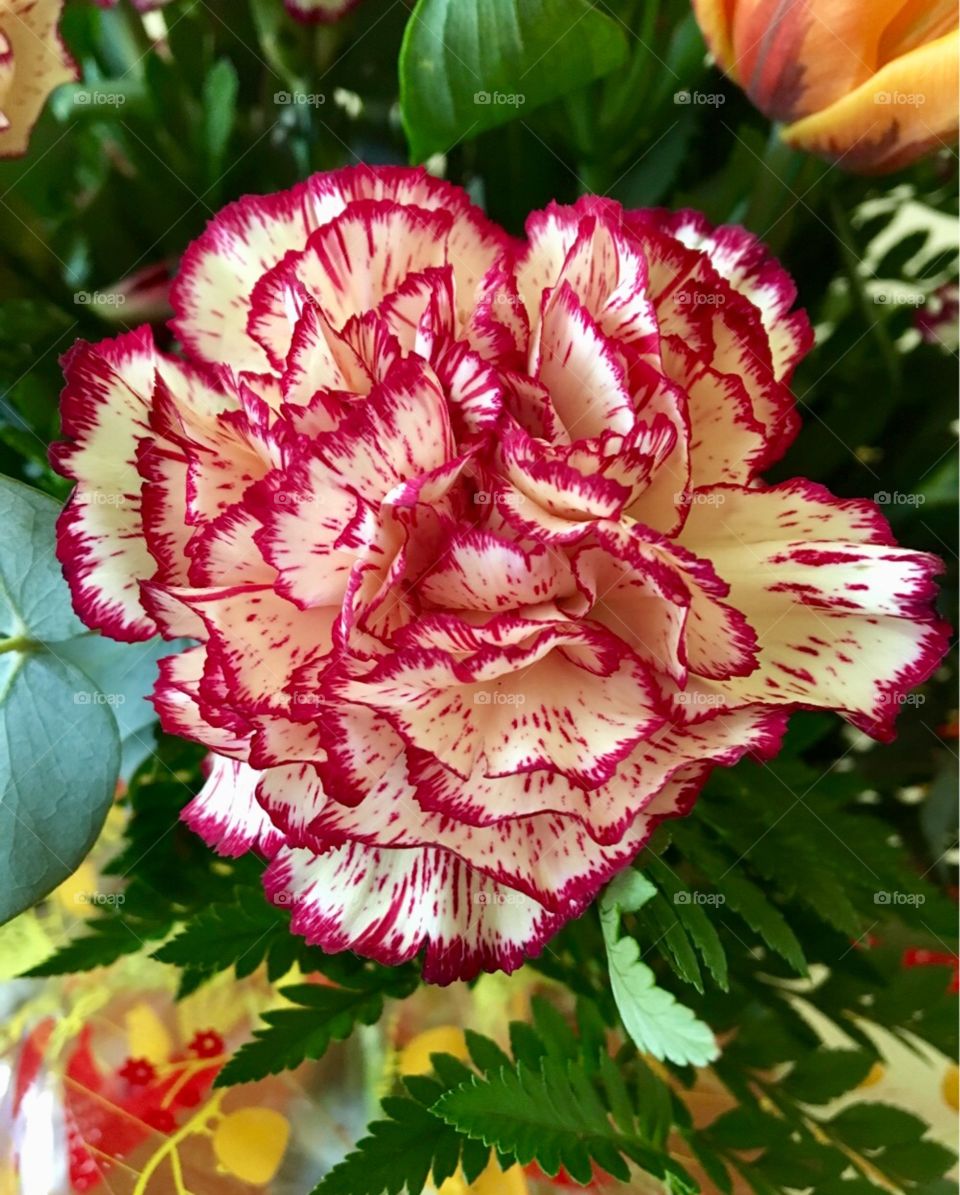 Beautiful carnation 