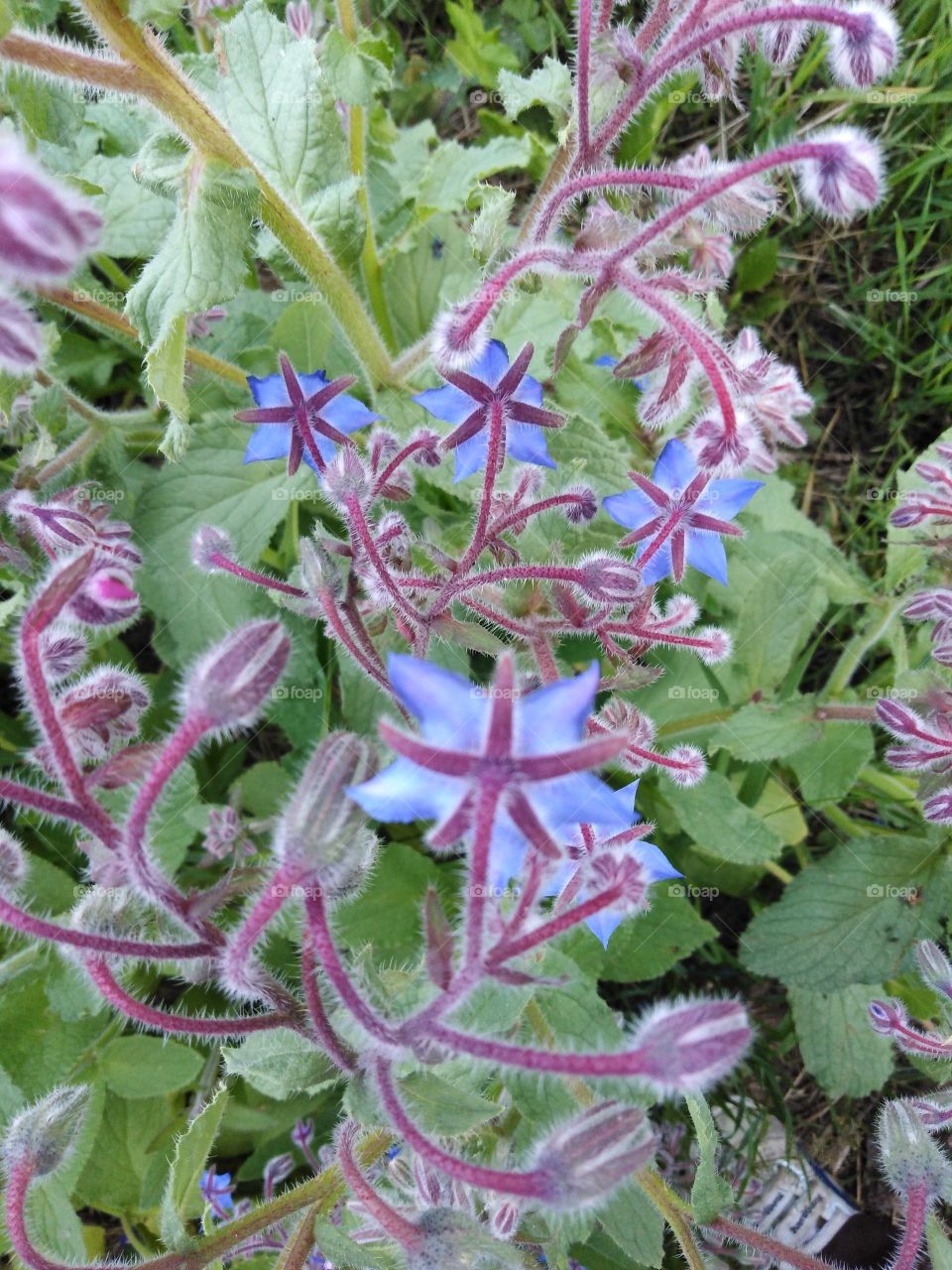 Огуречная трава