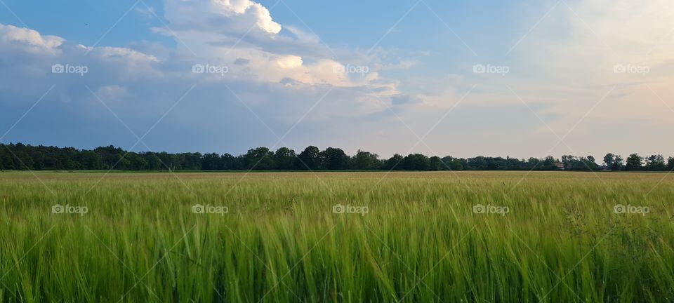 grain field