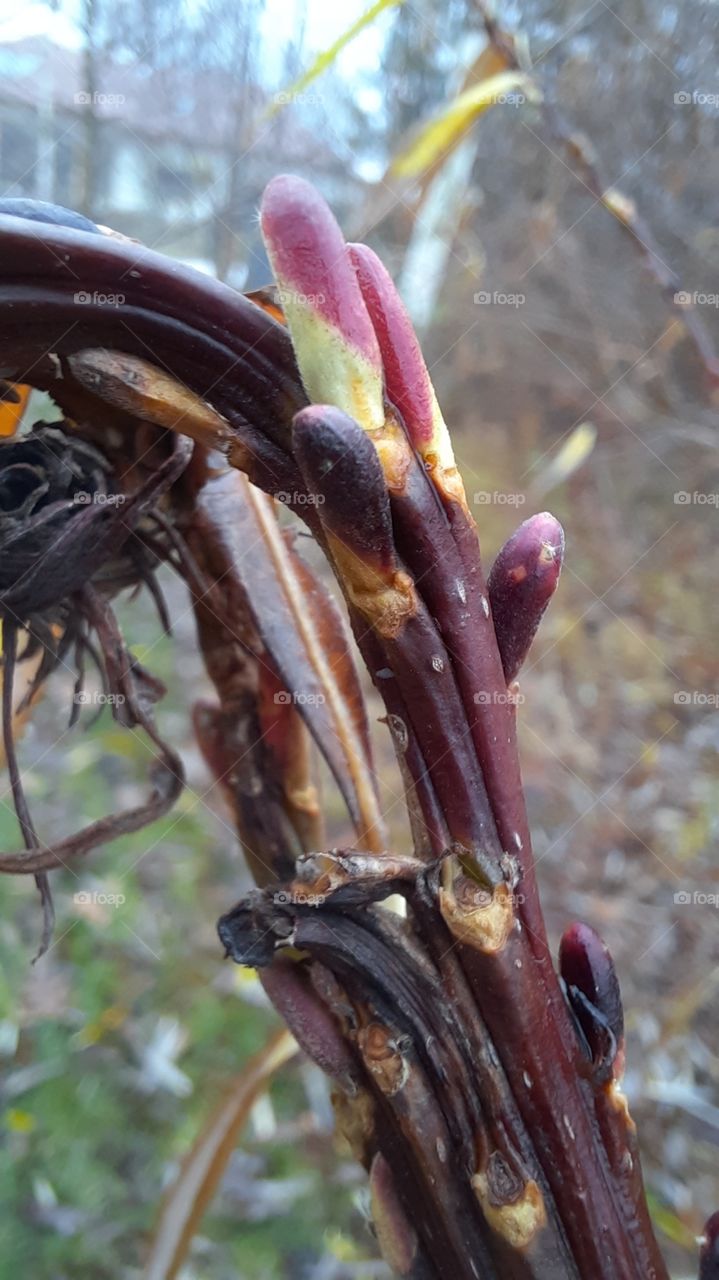 pink buds of new and old black old leaves of Sakhalin willow