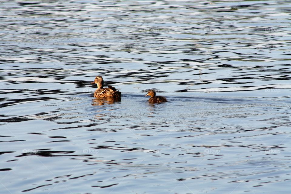 Ducks