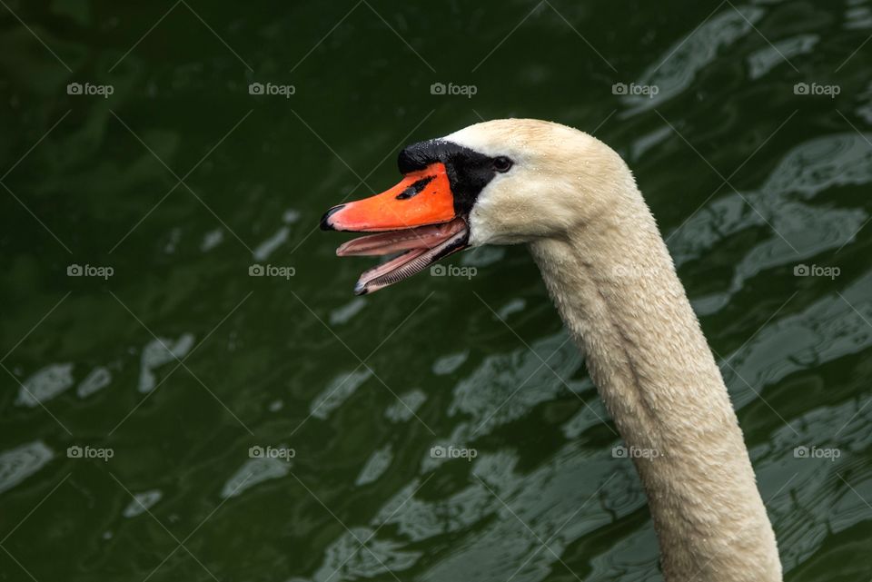 Hissing swan