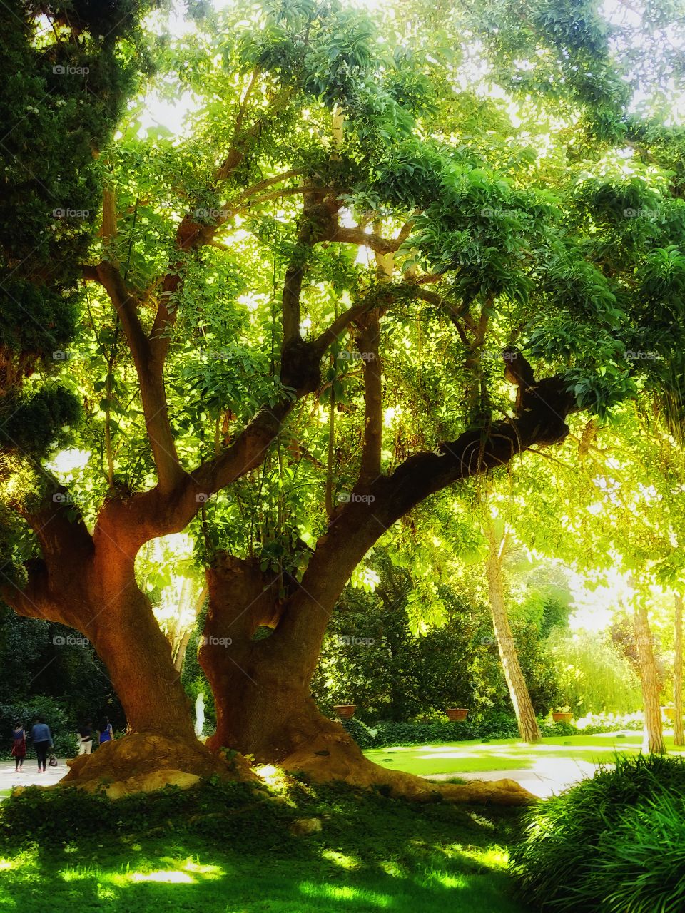 The beauty of the nature